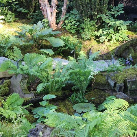 The best low-maintenance ferns for filling up shady…
