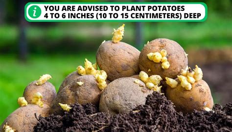 How Many Potatoes Grow From One Potato Check The Number