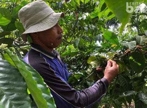 Pemkab Magetan Fokus Pengenalan Budidaya Tanaman Kopi