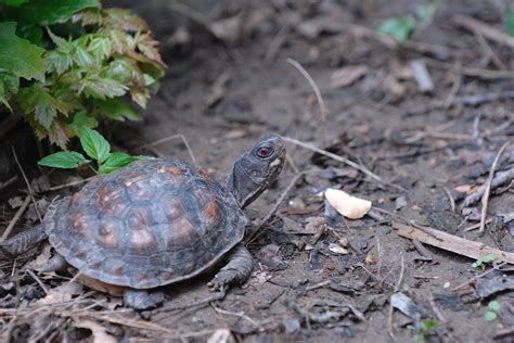 Maryland Native Species | The Maryland Zoo