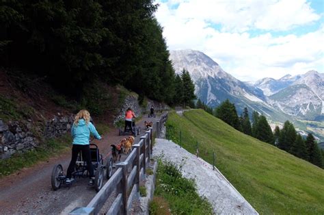 Escursioni Con I Cani Da Slitta Bormio Livigno Husky Village