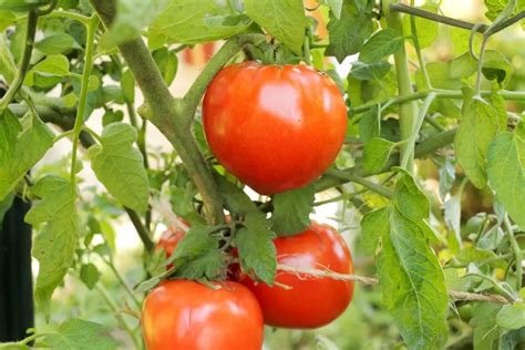 8 Types Of Tomatoes Longtime Gardeners Recommend Growing