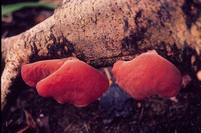 Colombian Fungi Made Accessible