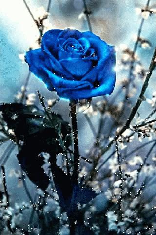 Blue Rose GIF - Blue Rose - Discover & Share GIFs