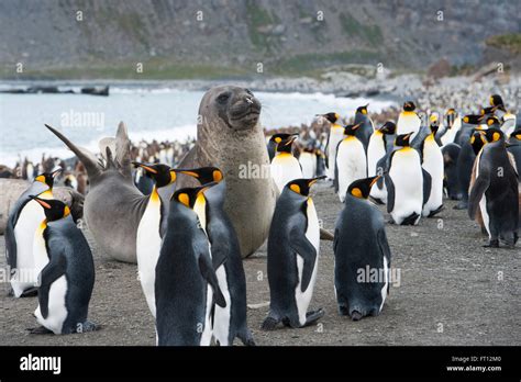 Emperor Penguins In Antarctica Hi Res Stock Photography And Images Alamy