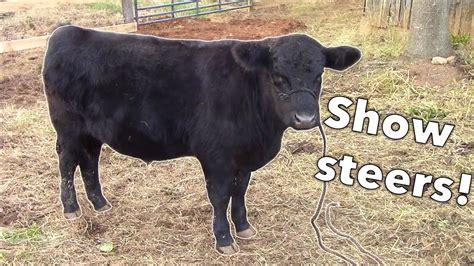 Getting Show Steers Youtube