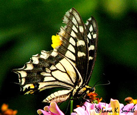 Black And Yellow Butterfly Papilio Machaon Bugguidenet