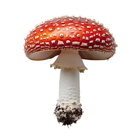 Fly Agaric Mushroom Isolated Red Mushroom With Polka Dots Isolated