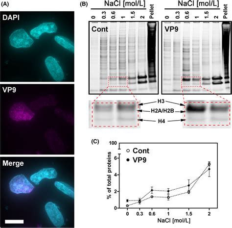 Successive Salt Fractionation Of Histone Proteins At 24 H Download