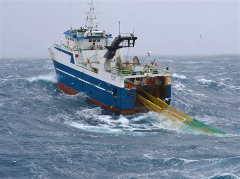 Vónin Bacalao Vónin