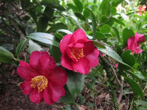 Yuletide Red Camellia Sasanqua