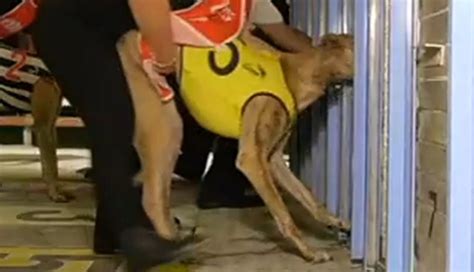 The Truth About Greyhound Racing Coalition For The Protection Of