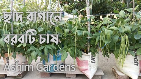 ছাদ বাগানে বরবটি চাষ কিভাবে করবেন । How To Grow Cowpea At Rooftop