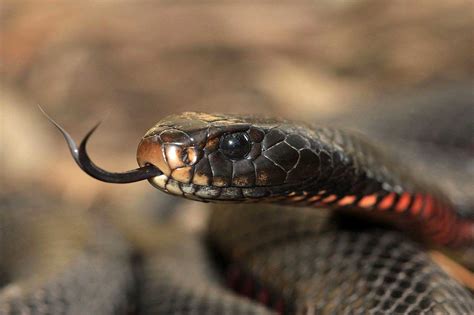 Red Bellied Black Snake Learn About Nature