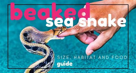 Beaked Sea Snake, Death From Below? Guide & Info - UntamedAnimals