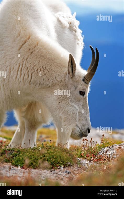 North American Mountain Goat Head Shot Stock Photo Alamy