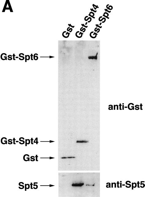 Evidence That Spt Spt And Spt Control Transcription Elongation By