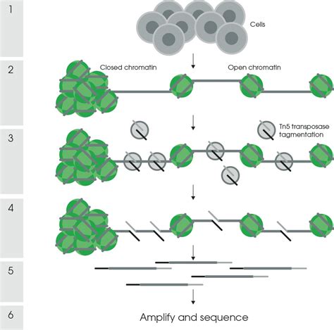 Chromatin Accessibility And Architecture Abcam