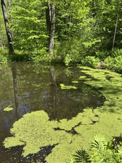 Pond algae – Artofit