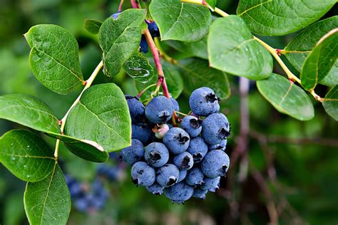 Plant Blueberry Bushes | Hot Sex Picture