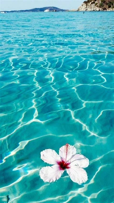 a white flower floating on top of the ocean next to a shore line with ...