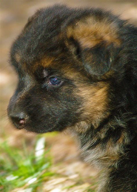 Red German Shepherd Puppies Texas - Pudding to come