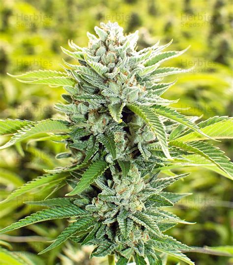 Buy Josh D Og Regular Seeds By Karma Genetics Organization Herbies