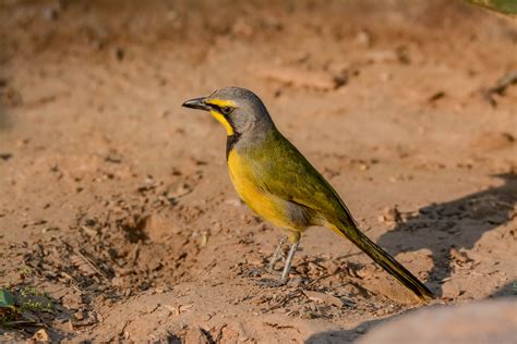 Namibia Endemics Nature Travel Birding