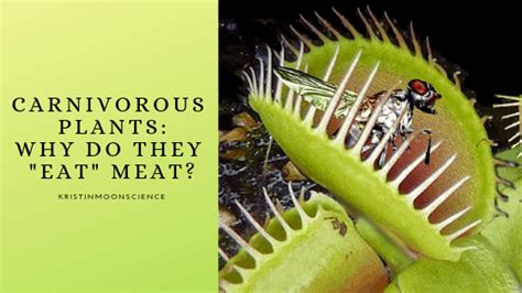 Carnivorous Plants Why Do They Eat Meat Kristin Moon Science