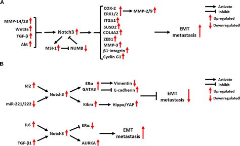 Frontiers The Role Of Notch3 Signaling In Cancer Stemness And Chemoresistance Molecular