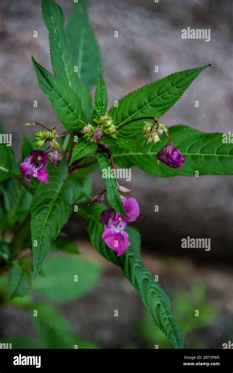 Snapdragon Way Hi Res Stock Photography And Images Alamy