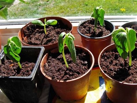 Gurka Så Odlar Du Hemma Steg För Steg Guide Mitt Kök Plantera Om