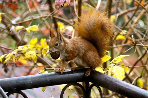 Fotos gratis naturaleza rama otoño flor animal linda fauna