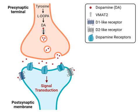 Biomedicines Free Full Text The Role Of Dopamine In Repurposing