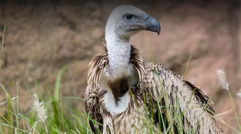 Ruppell's Vulture | San Diego Zoo Safari Park