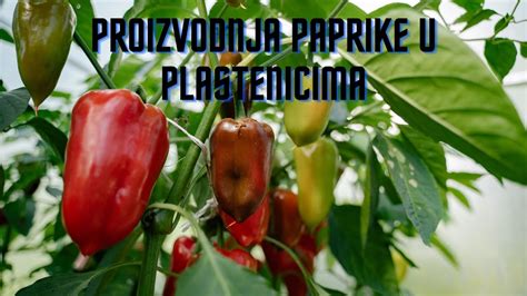 Organska Poljoprivreda Proizvodnja Paprike U Plastenicima YouTube