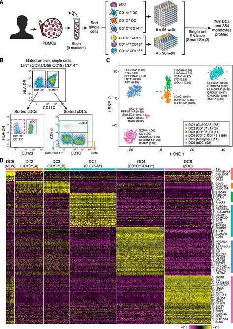 Single Cell Rna Seq Reveals New Types Of Human Blood Dendritic Cells