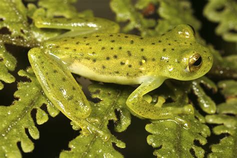 Strange and Interestingly Unique Facts About Glass Frogs