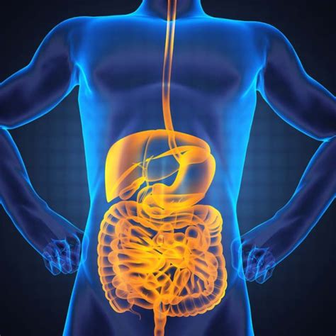What is Gut Health?
