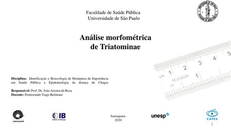 Pdf An Lise Morfom Trica De Triatominae