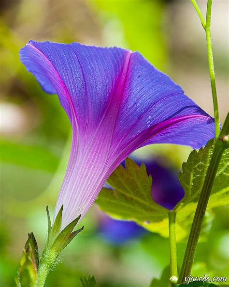 Details 100 Imagen Flores De Campanillas Moradas Abzlocal Mx