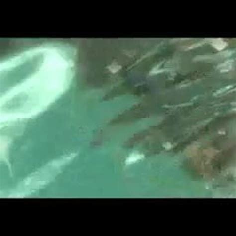 Amber Lynn Bach Underwater Blowjob Free Porn XHamster XHamster