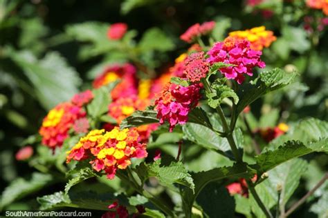 Pink Purple Yellow And Orange Array Of Flowers And Petals In Gardens