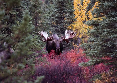 Brian Montalbo Photography Alaska Animals