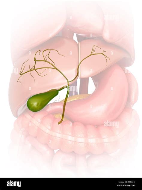 Vésicule biliaire anatomie 3d Banque d images détourées Alamy