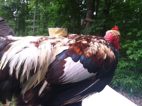 Documentation Of My Project Naked Necks BackYard Chickens Learn How To Raise Chickens