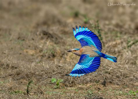 Indian Roller Coracias Benghalensis Taken Tadoba Mah Flickr