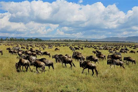 Great migration in Masai Mara — Stock Photo © Photocech #130071296