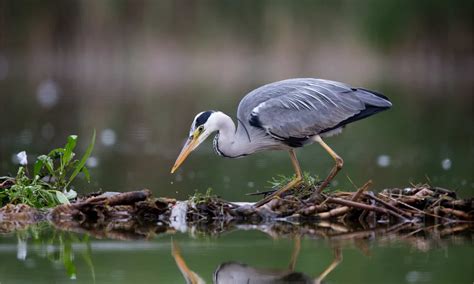 gray heron