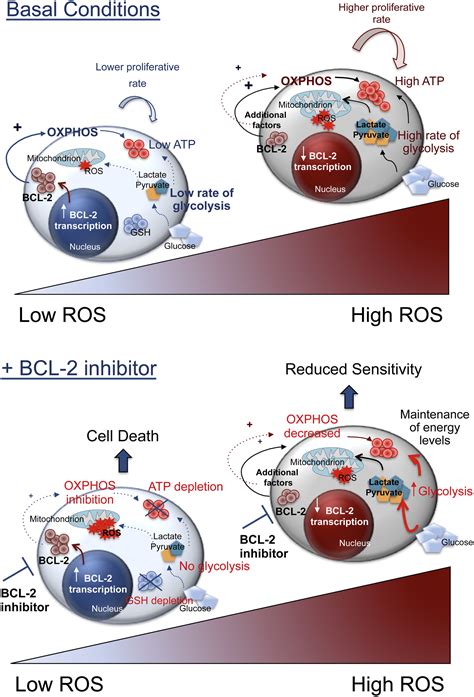 Bcl Inhibition Targets Oxidative Phosphorylation And Selectively